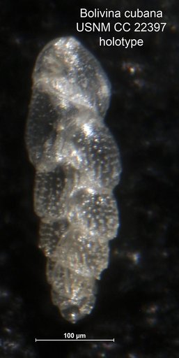 Bolivina cubana Bermudez, 1935