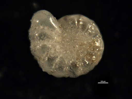 Elphidium morenoi Bermudez, 1935