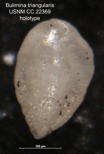Bulimina triangularis Cushman & Parker, 1935