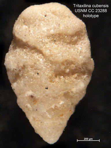 Tritaxilina cubensis Cushman & Bermudez, 1937