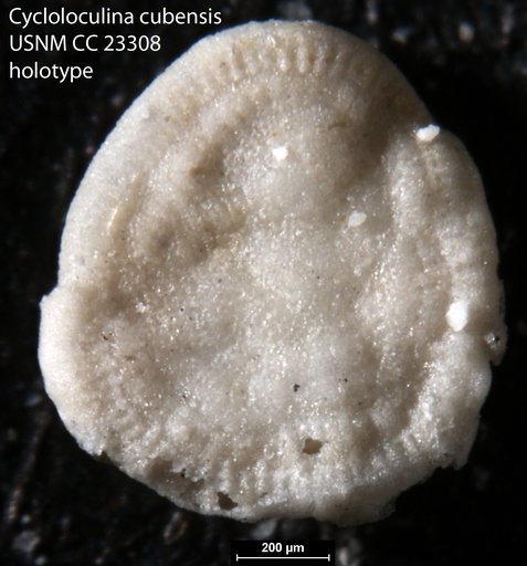 Cycloloculina cubensis Cushman & Bermudez, 1936
