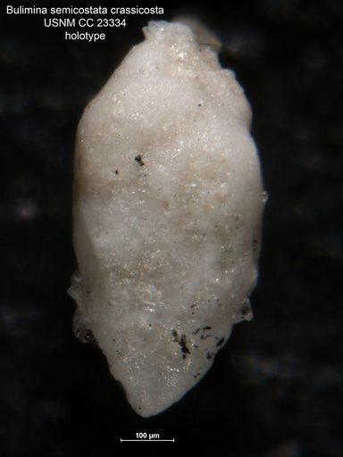 Bulimina semicostata var. crassicosta Parker & Bermudez, 1937