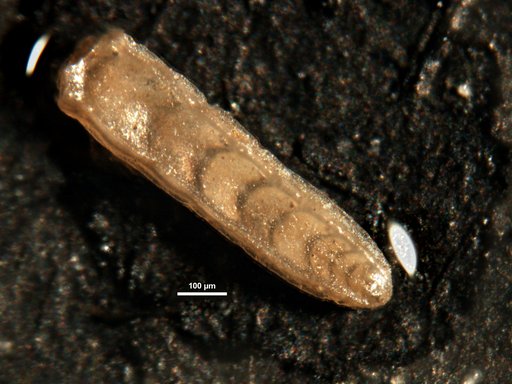 Plectofrondicularia hedbergi Cushman, 1943