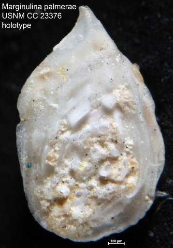 Marginulina palmerae Cushman & Bermúdez, 1937