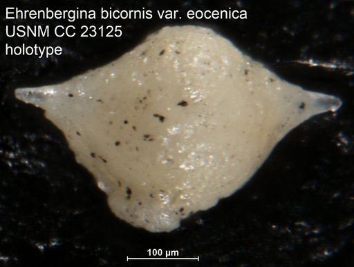 Ehrenbergina bicornis var. eocenica Cushman & Bermudez, 1936