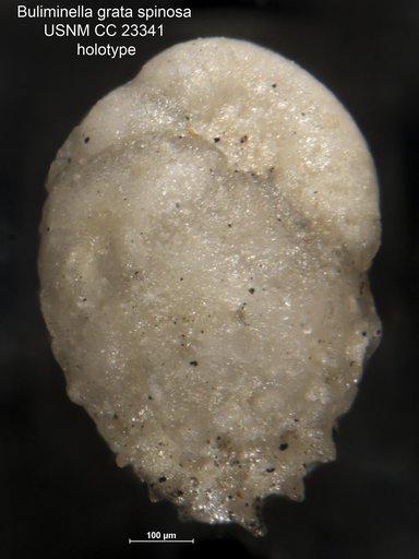 Buliminella grata var. spinosa Parker & Bermudez, 1937