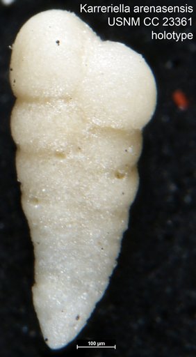 Karreriella arenasensis Cushman & Bermúdez, 1937
