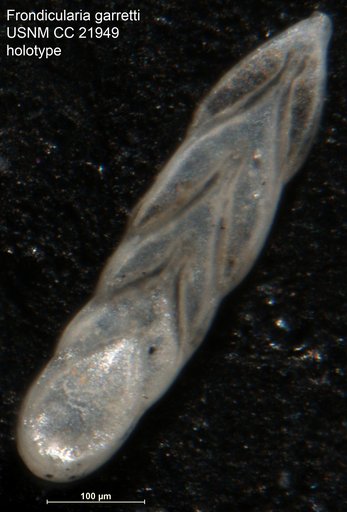 Frondicularia garretti Cushman, 1935
