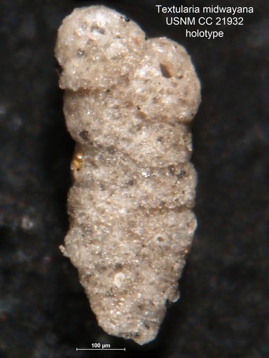 Textularia midwayana Lalicker, 1935