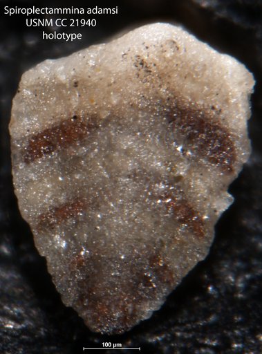Spiroplectammina adamsi Lalicker, 1935