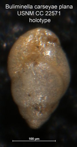 Buliminella carseyae var. plana Cushman & Parker, 1936