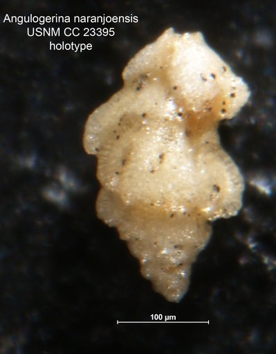 Angulogerina naranjoensis Cushman & Bermúdez, 1937