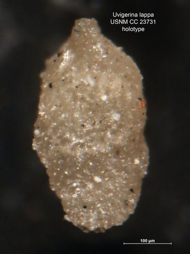 Uvigerina lappa Cushman & Edwards, 1937