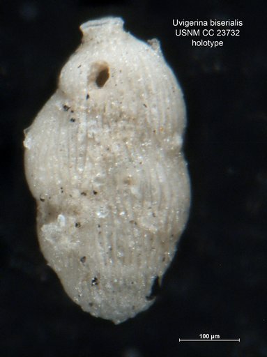 Uvigerina biserialis Cushman & Edwards, 1937