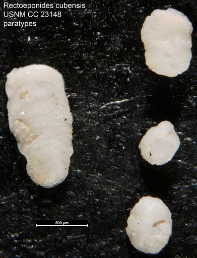 Rectoeponides cubensis Cushman & Bermúdez, 1936