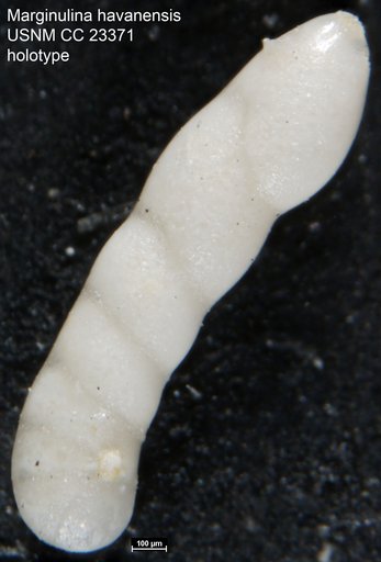 Marginulina havanensis Cushman & Bermúdez, 1937