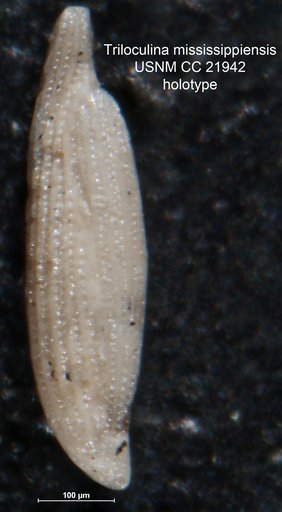 Triloculina mississippiensis Cushman, 1935