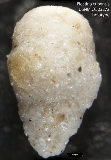 Plectina cubensis Cushman & Bermúdez, 1936