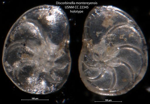Discorbinella montereyensis Cushman & Martin, 1935