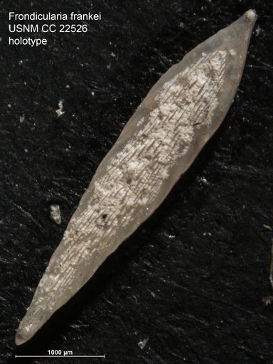Frondicularia frankei Cushman, 1936