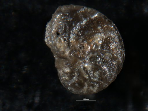 Robulus malonianus Albritton, 1937