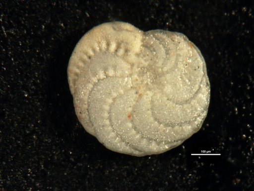 Elphidium earlandi Cushman, 1936