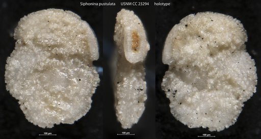 Siphonina pustulata Cushman & Bermúdez, 1936