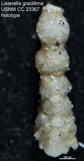 Listerella gracillima Cushman & Bermudez, 1937