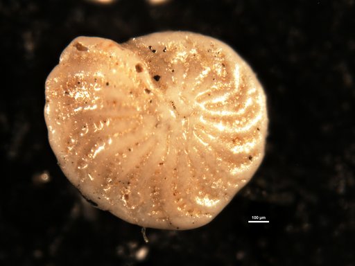 Elphidium pseudonodosum Cushman, 1936