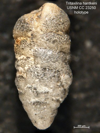 Tritaxilina hantkeni Cushman, 1936
