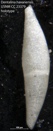 Dentalina havanensis Cushman & Bermudez, 1937