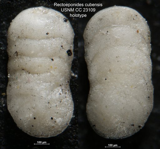 Rectoeponides cubensis Cushman & Bermúdez, 1936