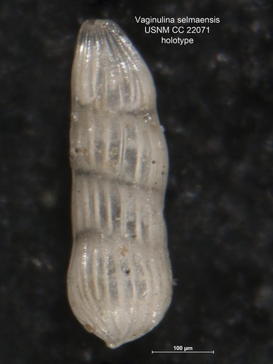 Vaginulina selmaensis Cushman, 1937