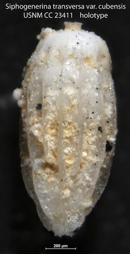 Siphogenerina transversa var. cubensis Cushman & Bermudez, 1937