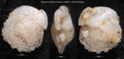 Siphonina advena cubensis Cushman & Bermudez, 1937