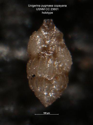Uvigerina pygmaea capayana Hedberg, 1937