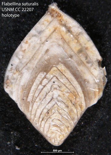 Flabellina suturalis Cushman, 1935