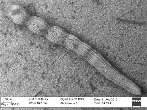 Amphimorphina tenuistriata Cushman & Bermudez, 1936
