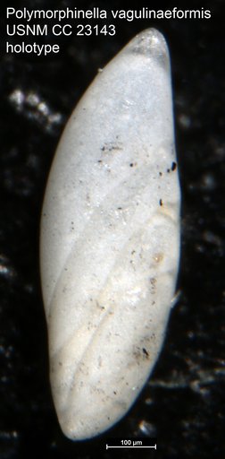 Polymorphinella vagulinaeformis Cushman & Hanzawa, 1936