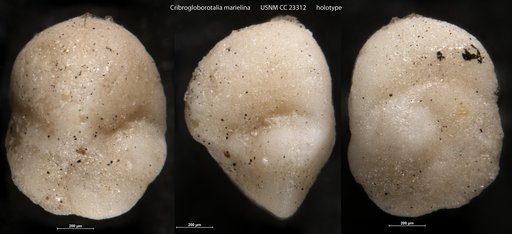 Cribrogloborotalia marielina Cushman & Bermúdez, 1936