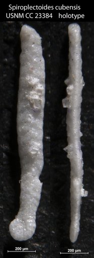 Spiroplectoides cubensis Cushman & Bermudez, 1937
