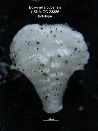 Bolivinella cubensis Cushman & Bermúdez, 1937
