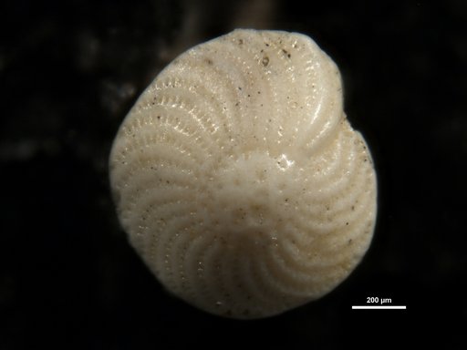 Elphidium chapmani Cushman, 1936