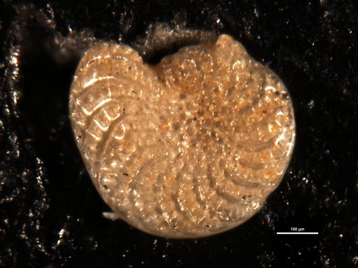 Elphidium subplanatum Cushman, 1936