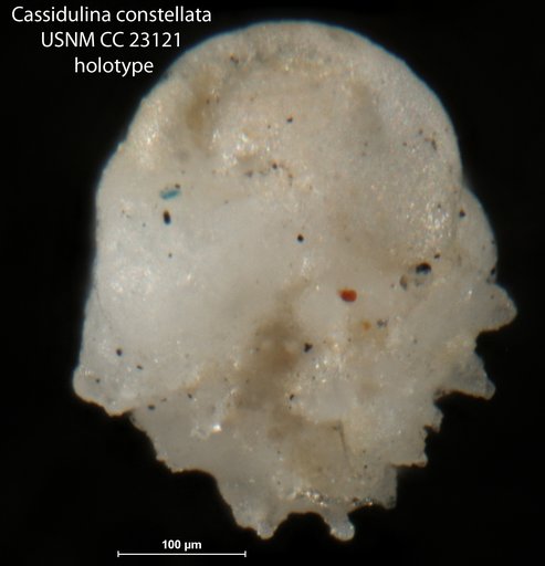Cassidulina constellata Cushman & Bermúdez, 1936