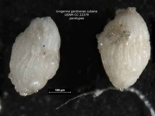 Uvigerina gardnerae var. cubana Hadley, 1934