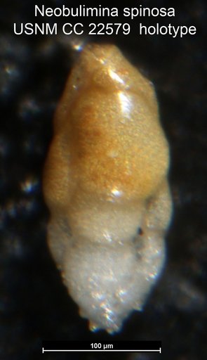 Neobulimina spinosa Cushman & Parker, 1936