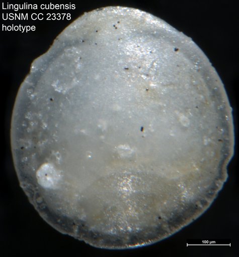 Lingulina cubensis Cushman & Bermúdez, 1937