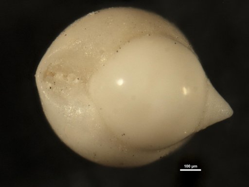 Pleurostomella obesa Cushman & Bermudez, 1937