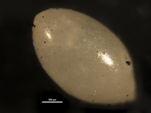 Ellipsoglandulina cubensis Cushman & Bermudez, 1937
